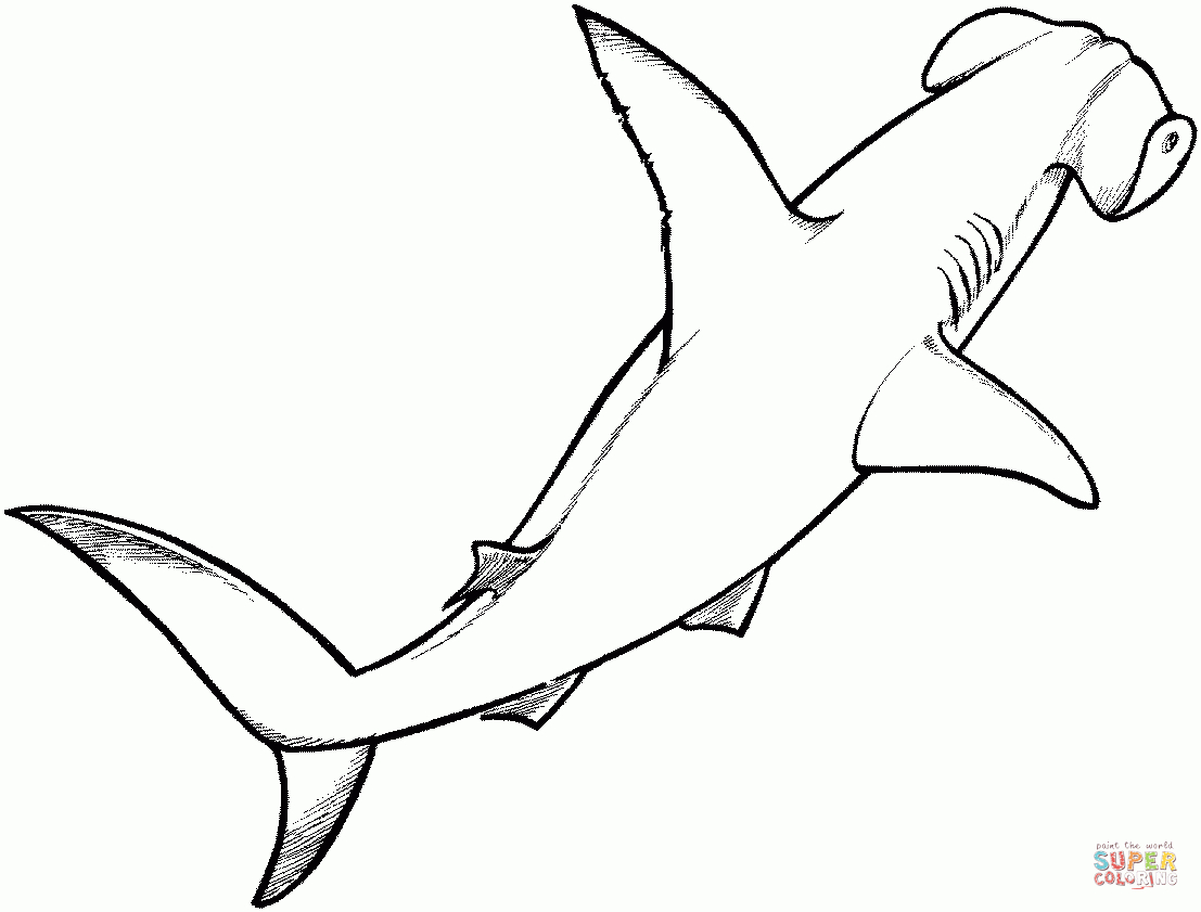 Hammerhead Shark Coloring Page | Free Printable Coloring Pages - Free Printable Shark Coloring Pages
