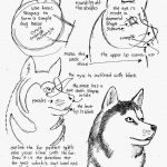 How To Draw Worksheets For The Young Artist: How To Draw A Siberian   Free Printable Drawing Worksheets