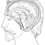 Human Brain Coloring Page | Free Printable Coloring Pages   Free Anatomy Coloring Pages Printable