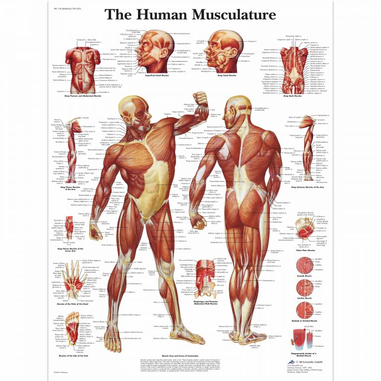 human-muscle-anatomy-human-muscle-anatomy-free-printable-human-free