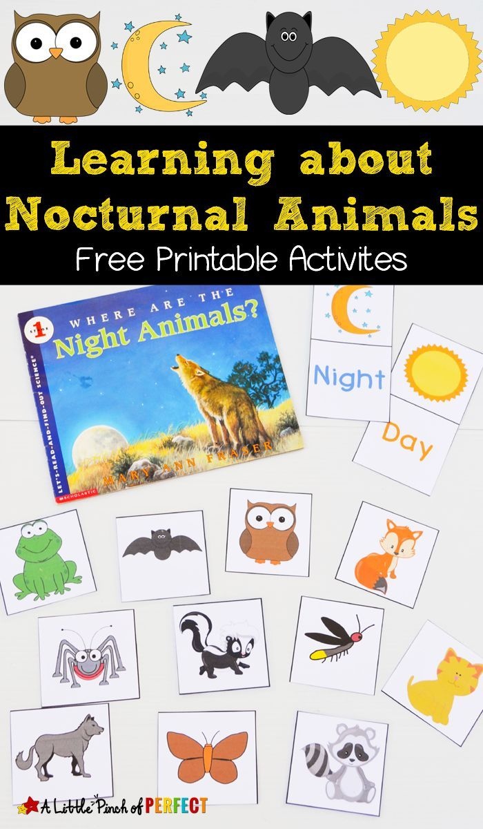 Learning About Nocturnal Animals Free Printable Activities | Animals - Free Printable Animal Classification Cards