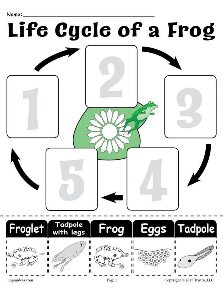 Life Cycle Of A Frog Free Printable Book