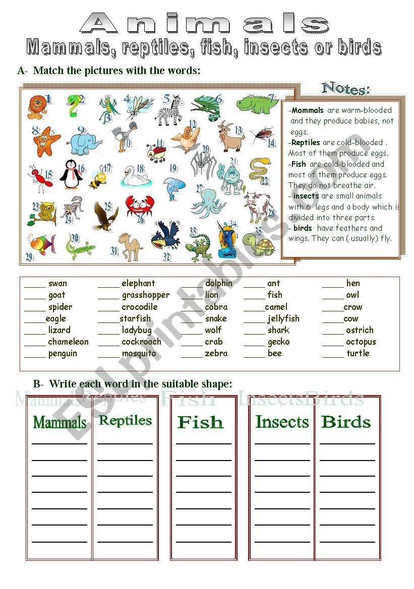 Mammals, Reptiles, Fish, Insects Or Birds - Esl Worksheettotya ( F