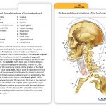 Muscle Anatomy Flash Cards And Introduction To Human Anatomy And   Free Printable Muscle Flashcards