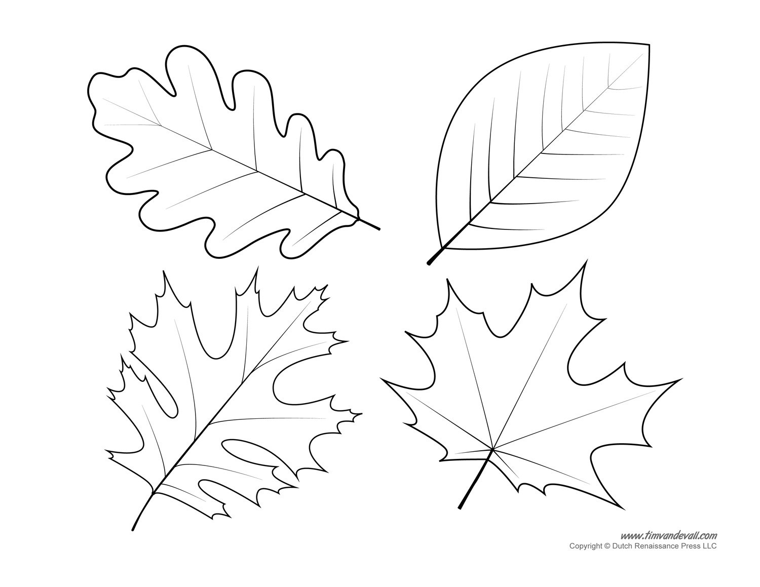 Oak Leaf Drawing Template At Paintingvalley | Explore Collection - Free Printable Oak Leaf Patterns