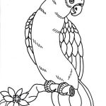 Parrot Outline Coloring Pages Beautiful 78 For Print With Bold   Free Printable Parrot Coloring Pages
