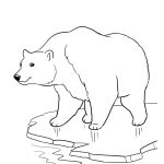 Pinshea Brooking On Polar Bear Moodboard | Bear Coloring Pages   Polar Bear Printable Pictures Free