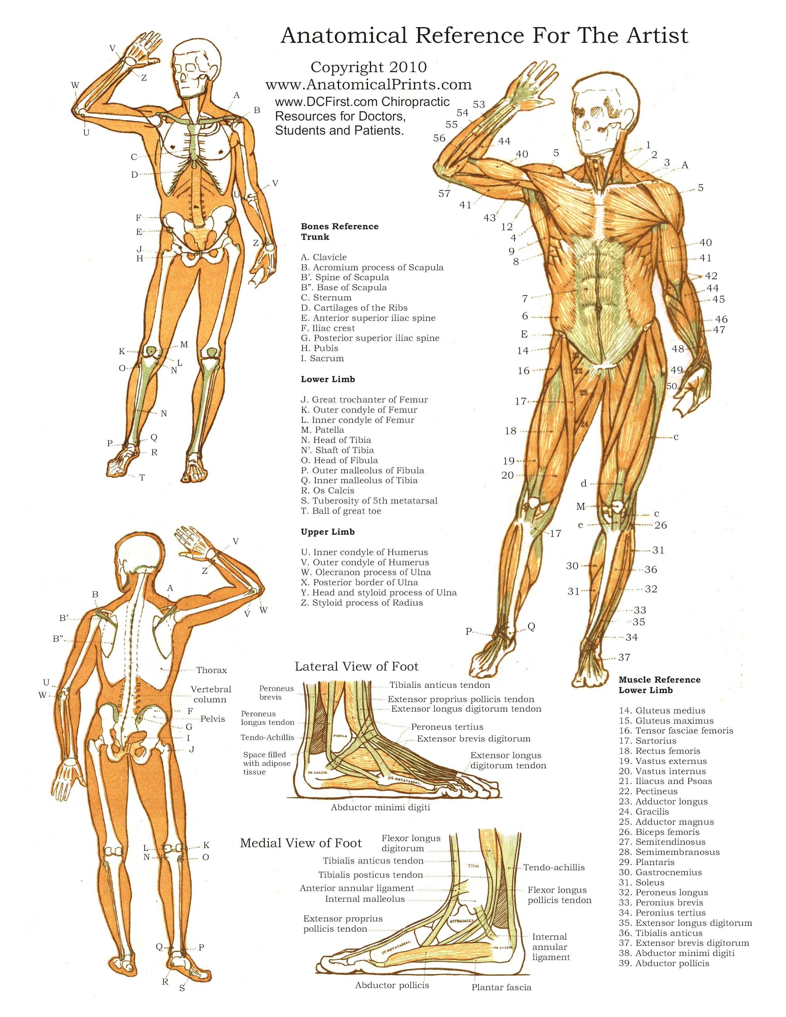 human-anatomy-study-charts