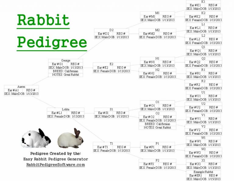 Rabbit Pedigree Created Using The Easy Rabbit Pedigree Generator Free