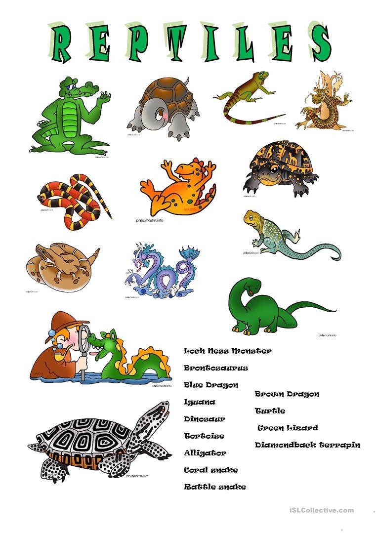 Reptile Classification Worksheet Have Fun Teaching 11 Best Images Of 