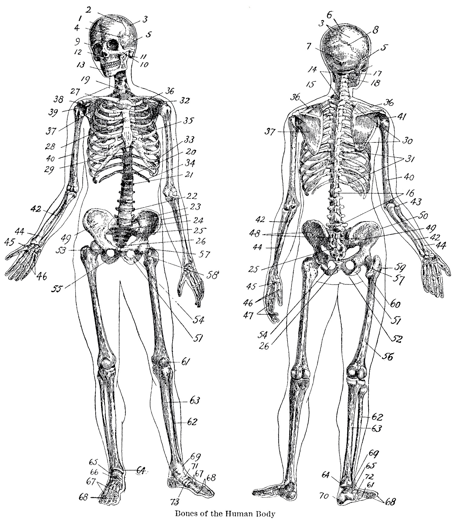 Anatomy Charts Free Printable