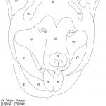 Wood Intarsia Patterns Free Download Pdf Plans | Intarsia | Intarsia   Free Printable Intarsia Patterns