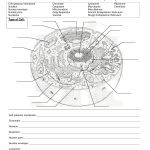Worksheet : Animal Cell Coloring Worksheet Answers Animal And Plant   Free Printable Cell Worksheets