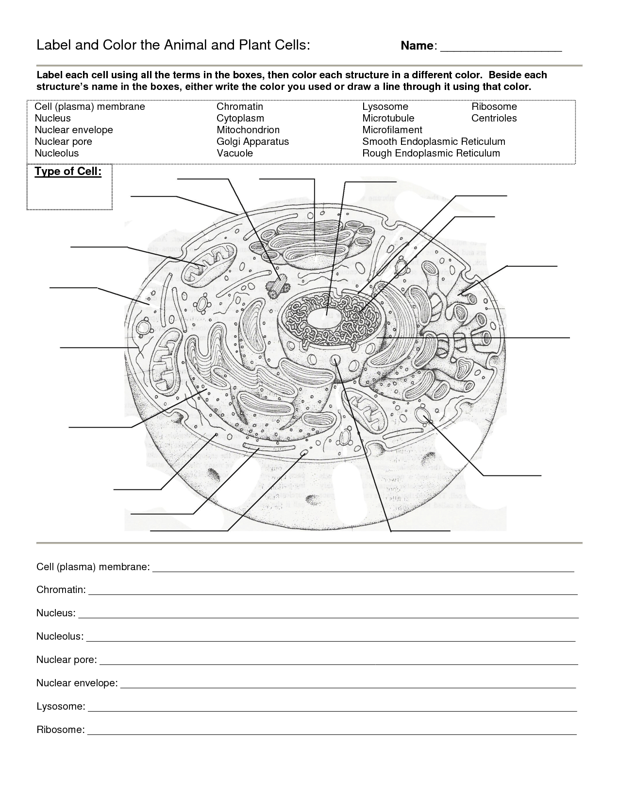 Worksheet : Animal Cell Coloring Worksheet Answers Animal And Plant - Free Printable Cell Worksheets